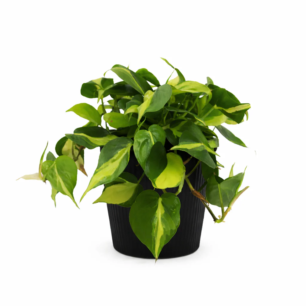 Pothos Brasil