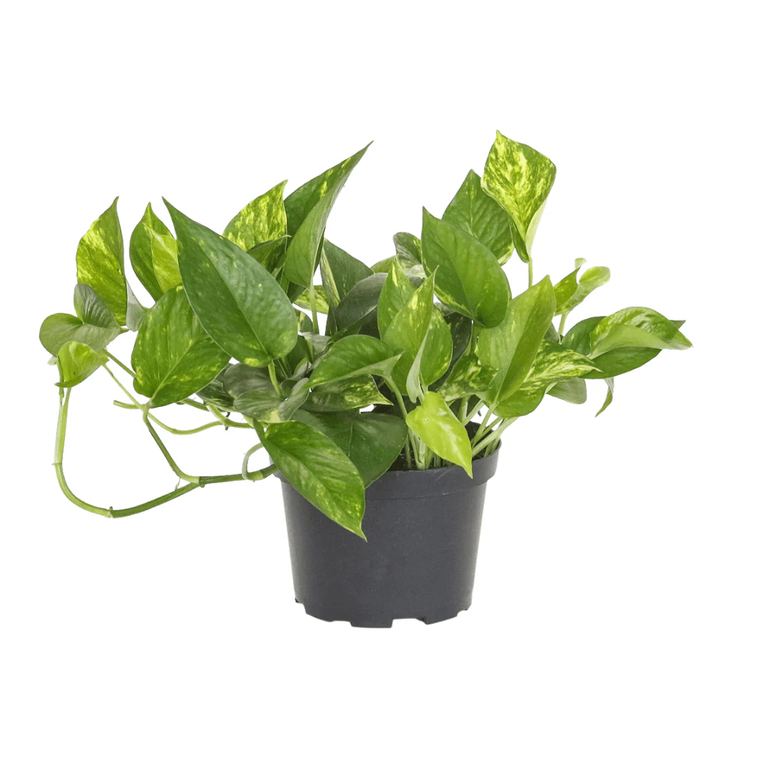 Pothos Golden