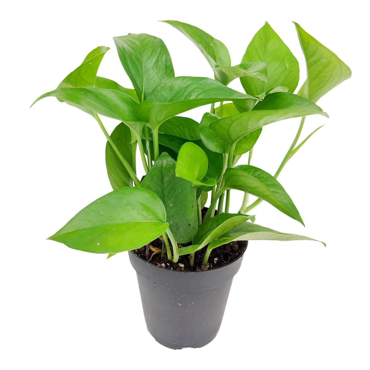 Pothos Jade