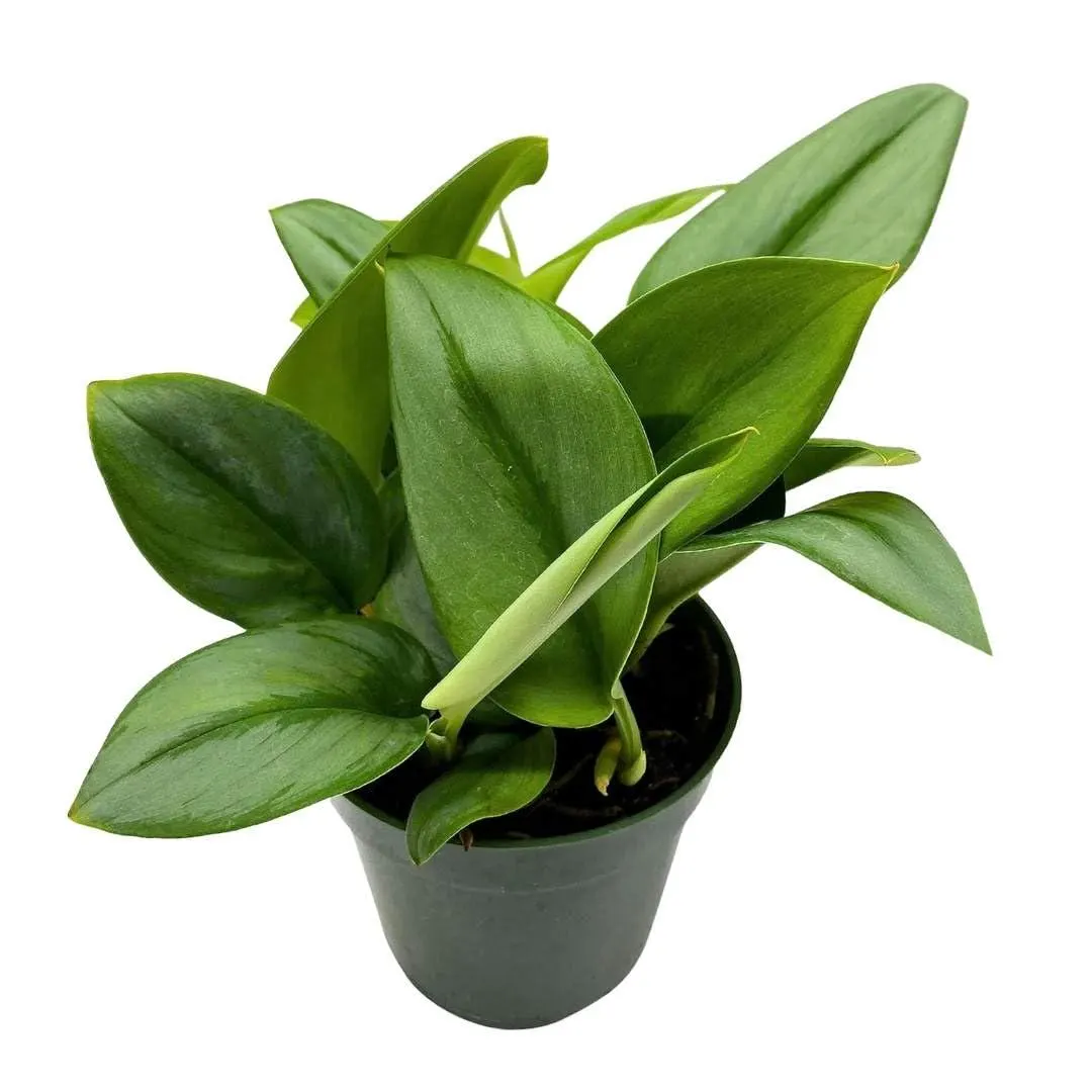 Pothos Moonlight