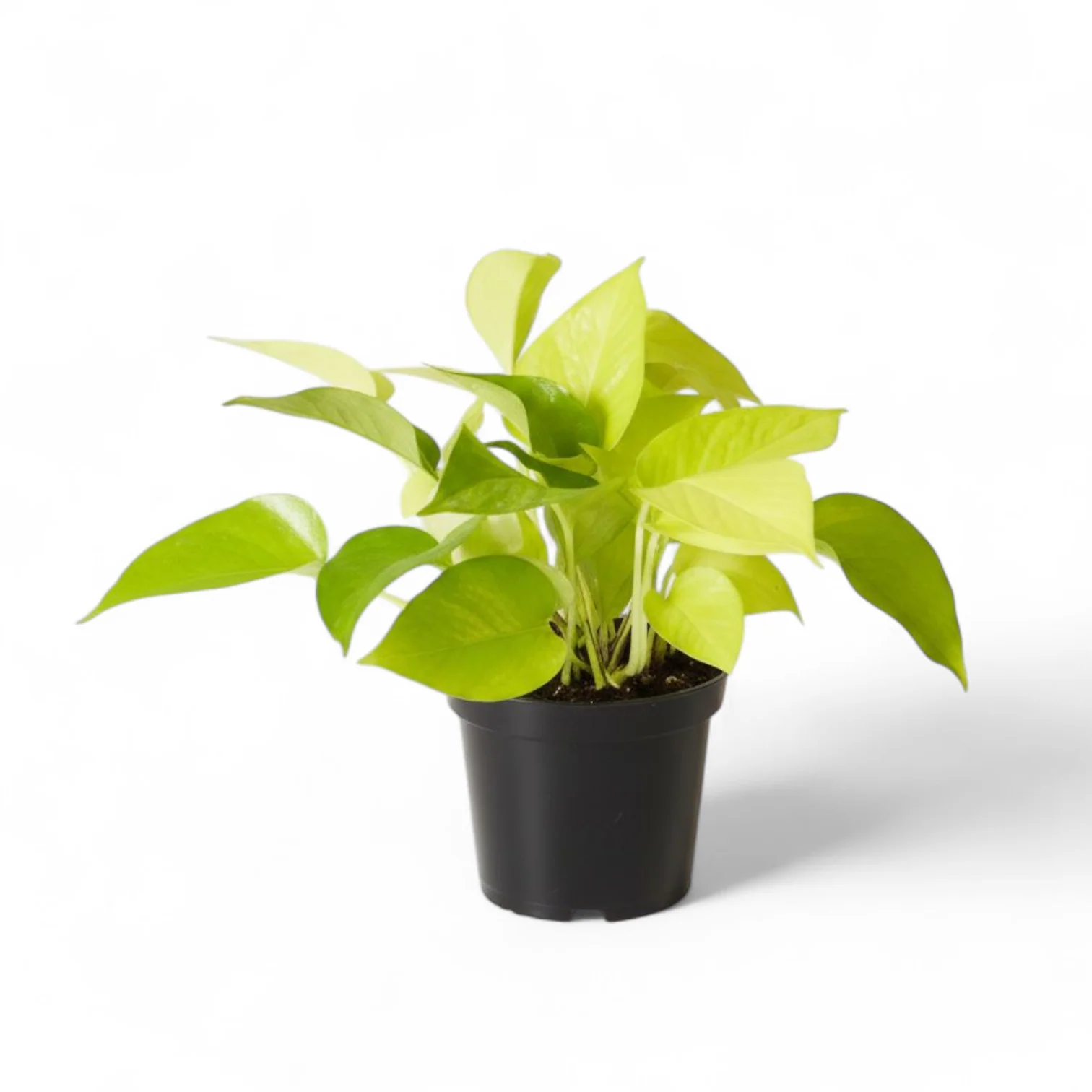 Pothos Neon