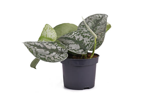 Pothos Satin